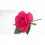 ROSA PEQUEÑA DE FLAMENCA