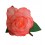 ROSA FLAMENCA GRANDE DIFUMINADA