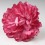 PEONIA FLAMENCA FUCSIA |Yuly