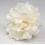 PEONÍA FLAMENCA BLANCA |Yuly